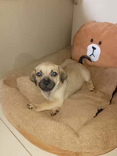 Name - Dachshund + Pug Dog