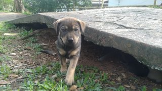 Little - Mixed Breed Dog