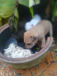 Little - Mixed Breed Dog