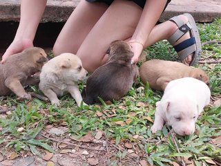 Little - Mixed Breed Dog