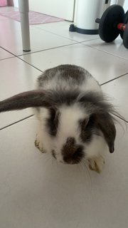 Panda - Holland Lop + Lionhead Rabbit