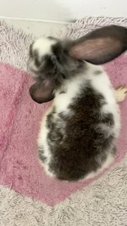 Panda - Holland Lop + Lionhead Rabbit