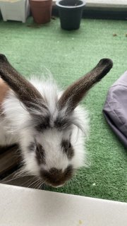 Oreo - Lionhead + Holland Lop Rabbit