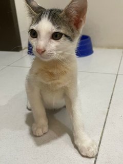 Male. Naughty Level is 5/5. Very mischievous among his siblings. 