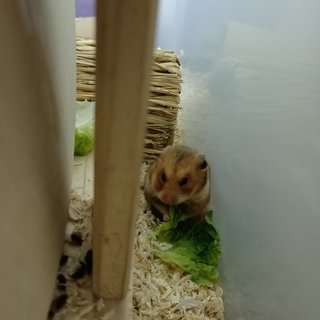 Rhino - Syrian / Golden Hamster Hamster