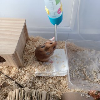 Rhino - Syrian / Golden Hamster Hamster