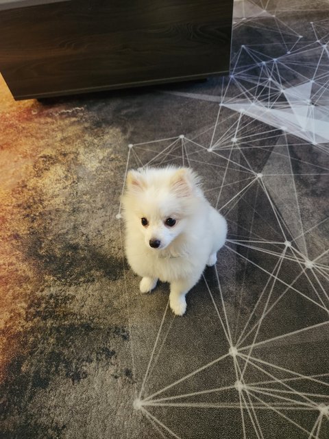 Loki - Pomeranian Dog