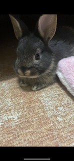 Rabbit - Netherland Dwarf Rabbit