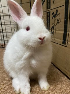 Rabbit - Netherland Dwarf Rabbit