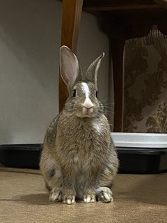 Rabbit - Netherland Dwarf Rabbit