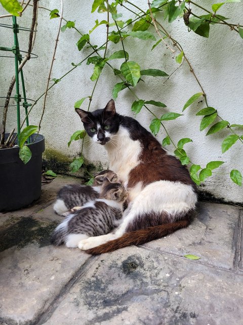 Mother &amp; 2 Kittens (M+f) [Urgent] - Domestic Short Hair Cat