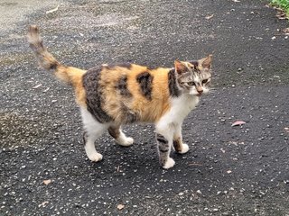 Mata [Urgent] - Calico Cat