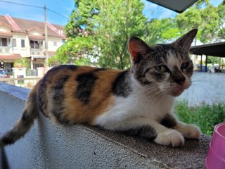 Mata [Urgent] - Calico Cat