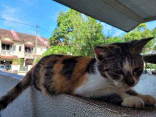 Mata [Urgent] - Calico Cat