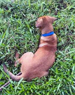 Brownie Girl - Mixed Breed Dog