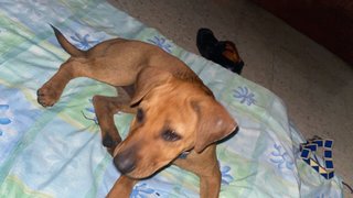 Brownie Girl - Mixed Breed Dog