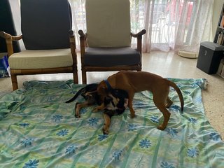 Brownie Girl - Mixed Breed Dog