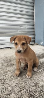 Ginger, Fatty, Summer, Blacky  - Mixed Breed Dog