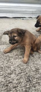 Ginger, Fatty, Summer, Blacky  - Mixed Breed Dog