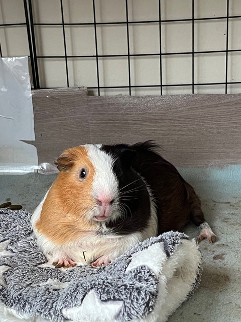 Milo &amp; Milky  - Guinea Pig Small & Furry