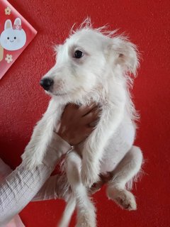 Candy - Golden Retriever + Poodle Dog