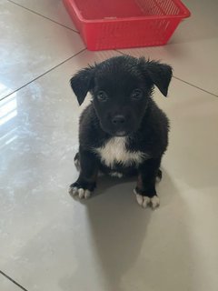 Chocolate  - Mixed Breed Dog