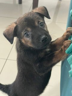 Chocolate  - Mixed Breed Dog