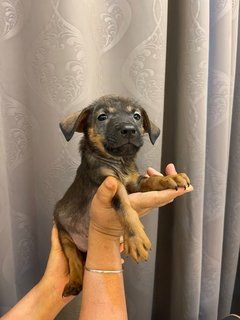 Chocolate  - Mixed Breed Dog