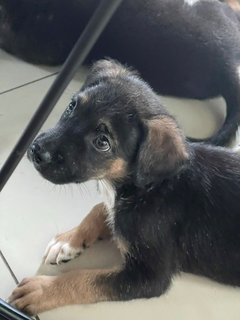 Chocolate  - Mixed Breed Dog