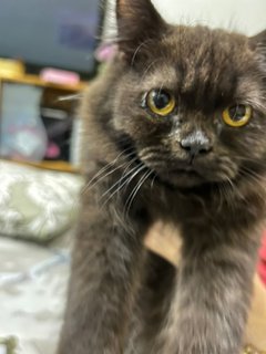 Massimo - Persian Cat