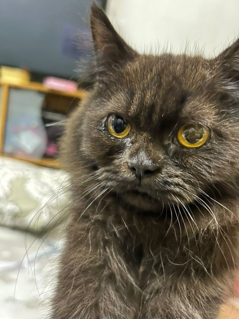 Massimo - Persian Cat