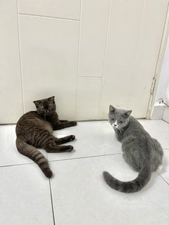 Mon - British Shorthair + Scottish Fold Cat