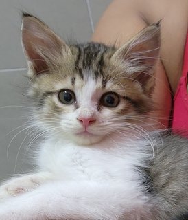 Kyro - Domestic Medium Hair Cat