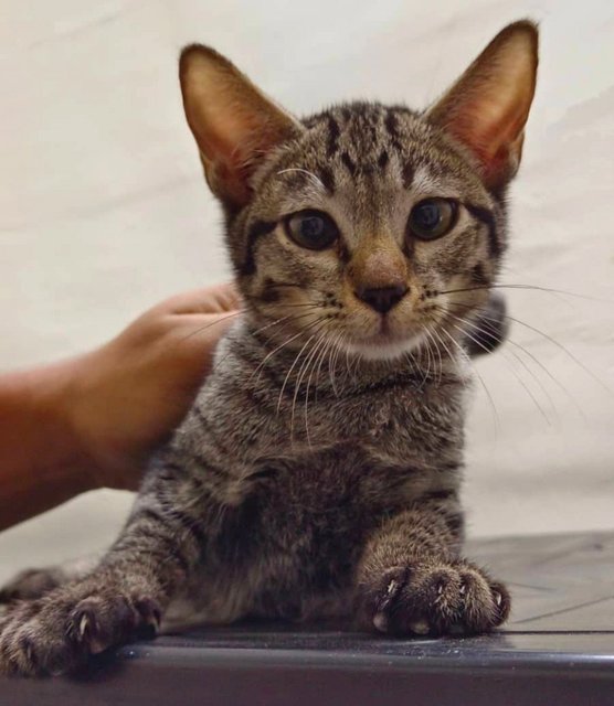 Grey - Domestic Short Hair Cat