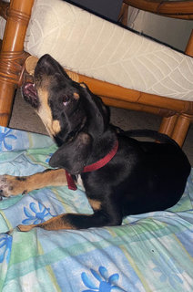 Blackie Girl - Mixed Breed Dog