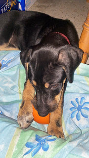 Blackie Girl - Mixed Breed Dog