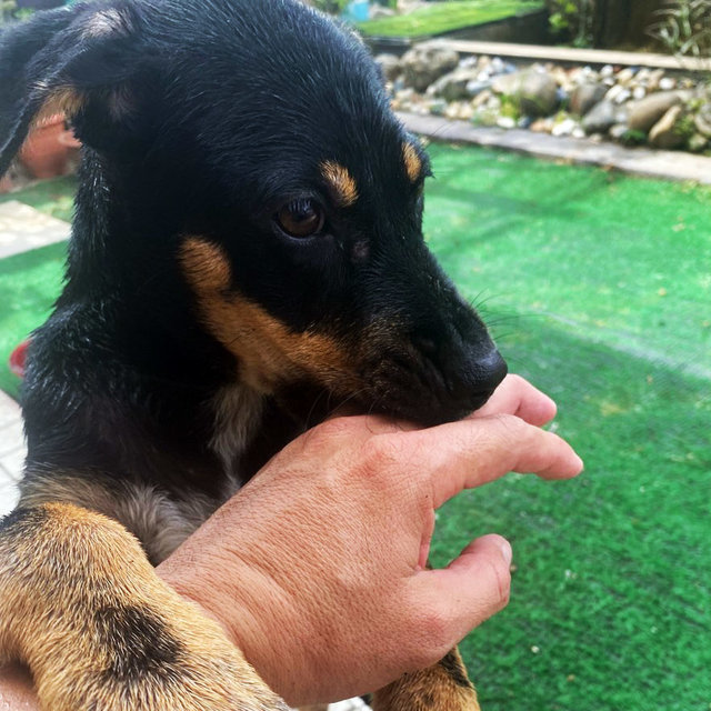 Blackie Girl - Mixed Breed Dog