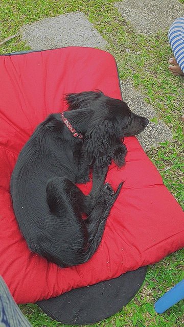 Joe - English Cocker Spaniel Dog