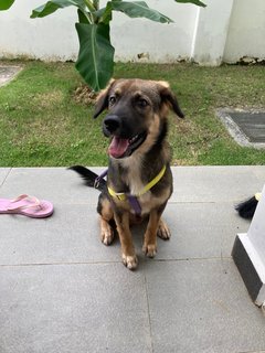 Mud - German Shepherd Dog Mix Dog