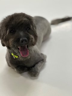 Lucy - Poodle + Shih Tzu Dog