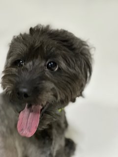 Lucy - Poodle + Shih Tzu Dog