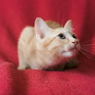 Butterball  - Domestic Medium Hair Cat