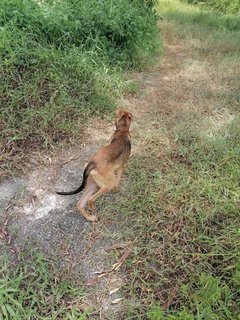 Skinny - Mixed Breed Dog