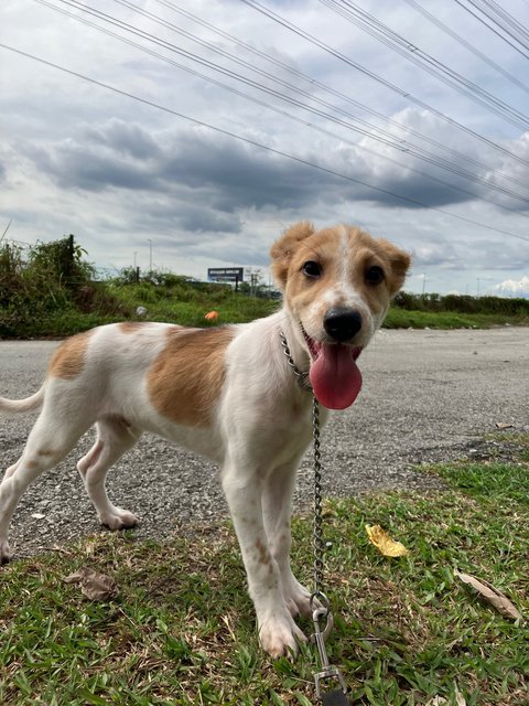 Jordan  - Mixed Breed Dog