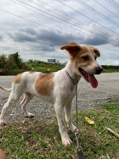 Jordan  - Mixed Breed Dog