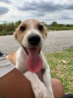 Jordan  - Mixed Breed Dog