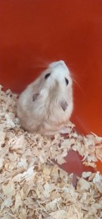 Jesse - Common Hamster + Short Dwarf Hamster Hamster