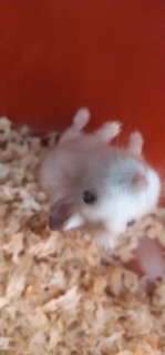 Jesse - Common Hamster + Short Dwarf Hamster Hamster