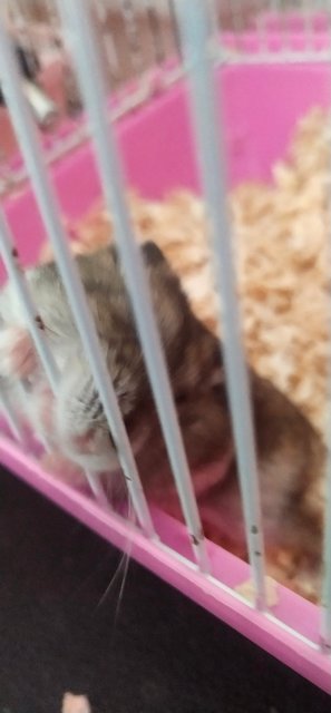 Cupcake - Short Dwarf Hamster + Common Hamster Hamster