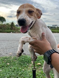 Leah - Mixed Breed Dog